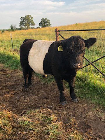 Karis Registered Belted Galloway Bull