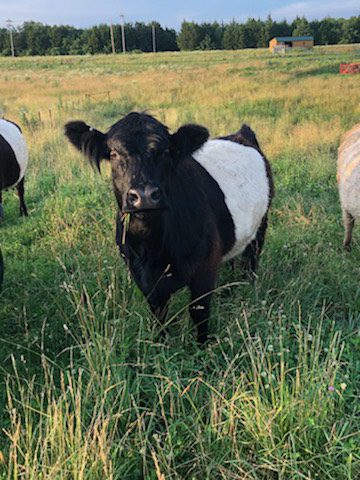 Jasmine Registered Belted Galloway Cow