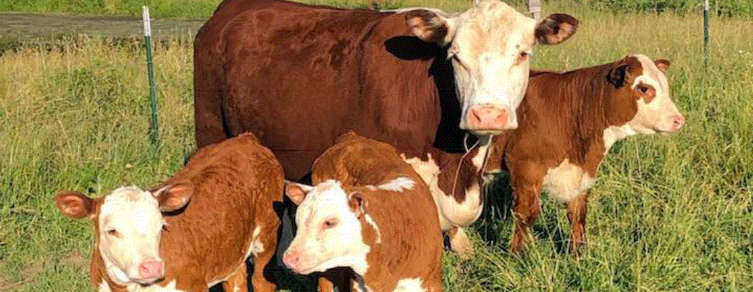 Registered Herefords